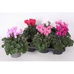 Cyclamen pers Alpikann midi super serie allure 12cm