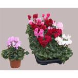 Cyclamen pers Alpikann midi super serie allure 10,5cm