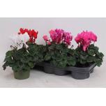 Cyclamen pers Alpikann midi super serie mix 13cm