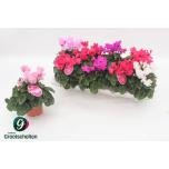 Cyclamen persicum midi super serie merengue 10cm