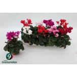 Cyclamen pers Alpikann midi super serie merengue 10,5cm