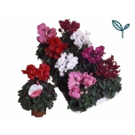 Cyclamen pers Alpikann midi super serie merengue 10,5cm