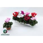 Cyclamen pers Alpikann midi super serie merengue 10,5cm