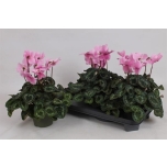 Cyclamen pers Alpikann fleur en vogue 13cm