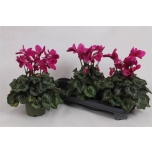 Cyclamen pers Alpikann fleur en vogue 13cm