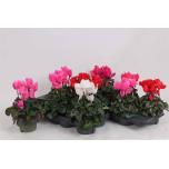 Cyclamen pers Alpikann Halios 13cm