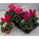 Cyclamen pers Alpikann halios curly 13cm