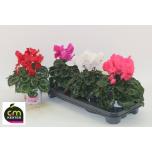 Cyclamen pers Alpikann halios curly 13cm