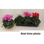 Cyclamen pers Alpikann Halios hd 13cm