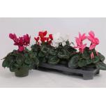 Cyclamen pers Alpikann super serie mammot 13cm