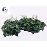 Cyclamen pers Alpikann super serie mammot 17cm