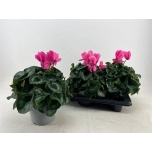 Cyclamen pers Alpikann grootbloemig super serie mammot 17cm