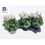 Cyclamen persicum grootbloemig super serie mammot 17cm