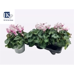 Cyclamen pers Alpikann grootbloemig super serie mammot 17cm