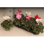 Cyclamen pers Alpikann grootbloemig super serie xl 12cm