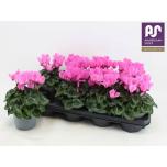 Cyclamen pers Alpikann metis decora 12cm