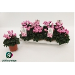 Cyclamen pers small flower metis victoria 10cm