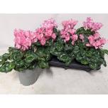 Cyclamen pers Alpikann small flower metis victoria 12cm