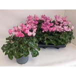 Cyclamen pers small flower metis victoria 12cm