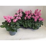 Cyclamen pers Alpikann small flower metis victoria 12cm