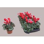 Cyclamen pers small flower picola shine 10,5cm