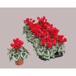 Cyclamen pers Alpikann small flower silverado 10,5cm