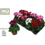 Cyclamen pers Alpikann kleinbloemig super serie carino 10,5cm