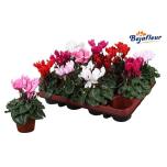 Cyclamen pers Alpikann kleinbloemig super serie micro 8cm