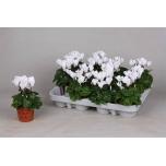 Cyclamen pers Alpikann kleinbloemig super serie micro 8cm