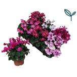 Cyclamen Alpikann super serie pettico 10,5cm