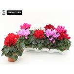 Cyclamen pers Alpikann kleinbloemig cuper cerie mini w 10,5 cm