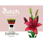 Lilium Liilia LA Ducati 90cm