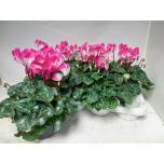 Cyclamen pers Alpikann midi indiaka 12cm