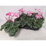 Cyclamen pers Alpikann midi indiaka 12cm