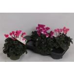 Cyclamen pers Alpikann indiaka 13cm