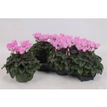 Cyclamen pers Alpikann midi other 13cm