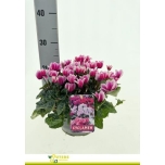 Cyclamen pers Alpikann mix in pot 21cm