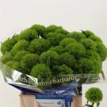 Dianthus Nelk BR Kiwi Mellow 45cm*10