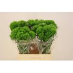 Dianthus Nelk BR Kiwi Mellow 45cm*10