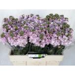 Matthiola Levkoi Iron Cherry Blossom 50cm