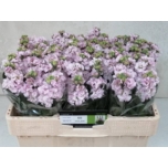 Matthiola Levkoi Iron Cherry Blossom 50cm