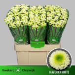 Chrysanthemum Krüsanteem Santini Maverick White*25