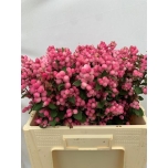 Symphoricarpos Lumimari Magical Ruby Falls 50cm