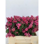 Symphoricarpos Lumimari Magic Ruby Giant 40cm