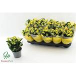 Kalanchoe blos Kalanhoe nolin yellow 12cm