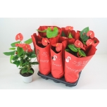 Anthurium andr Flamingolill mauii red 17cm