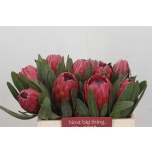 Protea Red Ice 35cm