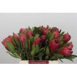 Protea Red Ice 40cm