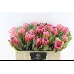 Protea Red Ice 50cm