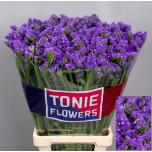 Limonium Parkjuur Levis Wings 80cm